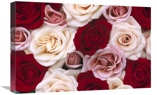 Global Gallery GCS-398295-1624-142 16 x 24 in. Rose Flowers, Close