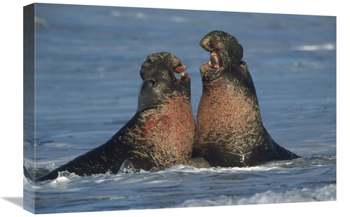 Global Gallery GCS-452024-1624-142 16 x 24 in. Northern Elephant Seal 