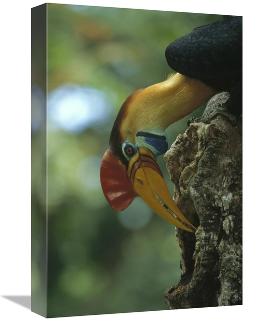 Global Gallery GCS-451135-1218-142 12 x 18 in. Sulawesi Red-Knobbed Ho