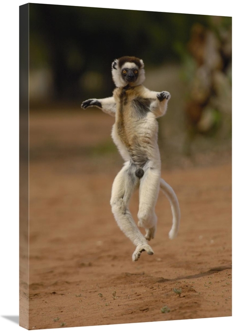 Global Gallery GCS-453039-2030-142 20 x 30 in. Verreauxs Sifaka Hoppin