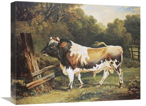 Global Gallery GCS-267550-22-142 22 in. A Bull of the Alderney Breed A
