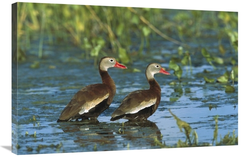 Global Gallery GCS-453305-2436-142 24 x 36 in. Black-Bellied Whistling