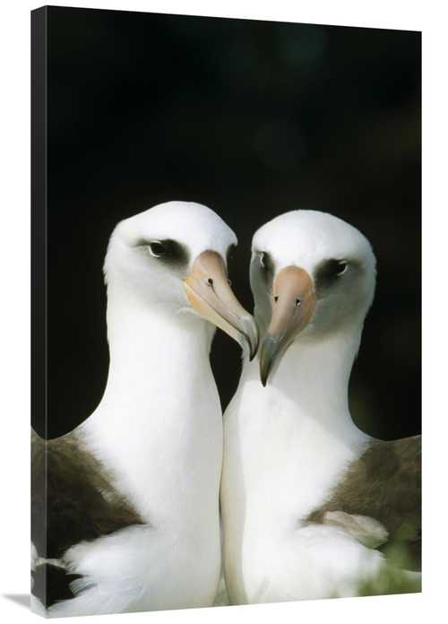 Global Gallery GCS-451422-2436-142 24 x 36 in. Laysan Albatross Pair B