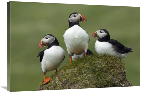 Global Gallery GCS-398246-2436-142 24 x 36 in. Atlantic Puffin Group&#