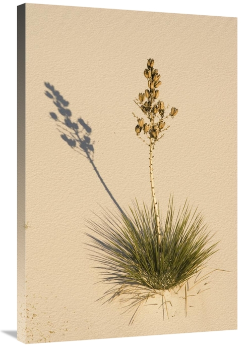 Global Gallery GCS-452611-2436-142 24 x 36 in. Soaptree Yucca in Gypsu