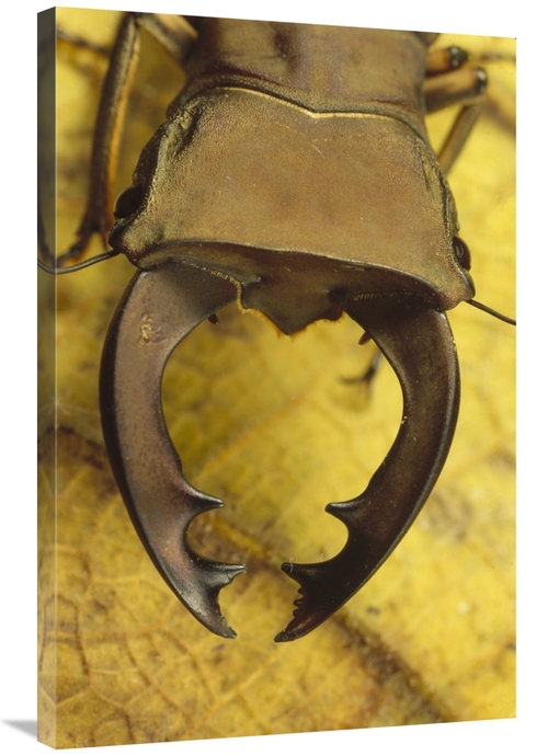 Global Gallery GCS-450966-2436-142 24 x 36 in. Staghorn Beetle, Wa