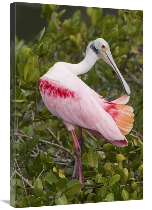 Global Gallery GCS-397416-2436-142 24 x 36 in. Roseate Spoonbill Preen