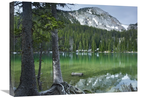 18 x 24 in. Pine Trees on the Edge of Fairy Lake, Montana Art Prin