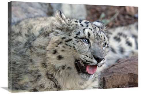 Global Gallery GCS-486623-30-142 30 in. Snow Leopard Art Print - Vic S