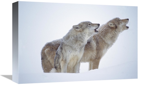 Global Gallery GCS-396794-1218-142 12 x 18 in. Timber Wolves Close-Up 