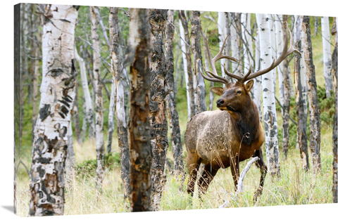 Global Gallery GCS-486478-44-142 44 in. Elk in the Aspens Art Print - 