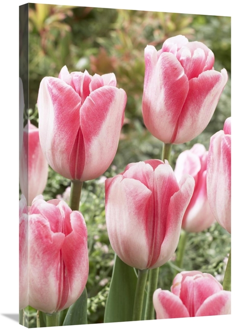 Global Gallery GCS-398353-2030-142 20 x 30 in. Tulip Labyrinth Variety