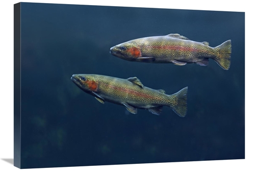 Global Gallery GCS-452185-30-142 30 in. Rainbow Trout Pair Swimming Un