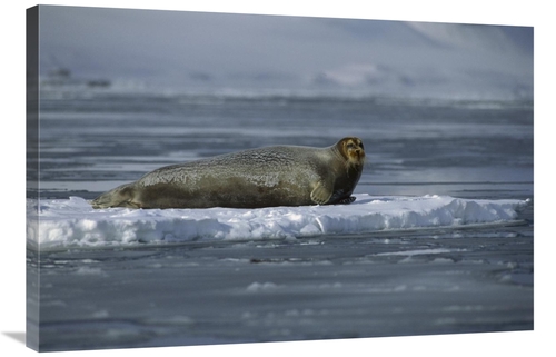 Global Gallery GCS-450972-2436-142 24 x 36 in. Bearded Seal Resting on