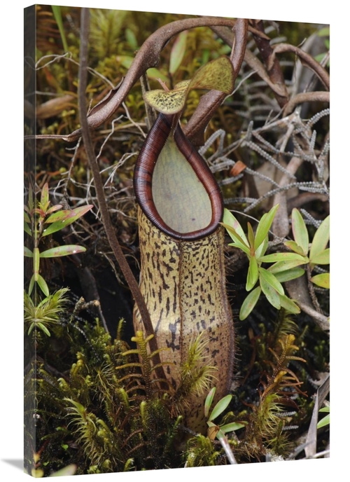 Global Gallery GCS-397543-2436-142 24 x 36 in. Pitcher Plant Pitcher&#