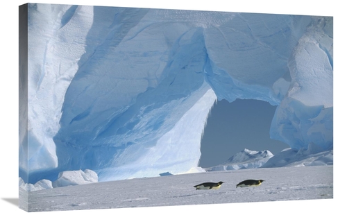 Global Gallery GCS-452320-2030-142 20 x 30 in. Emperor Penguin Pair To