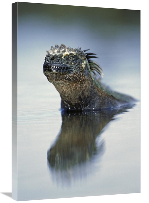 Global Gallery GCS-451352-2030-142 20 x 30 in. Marine Iguana, Punt