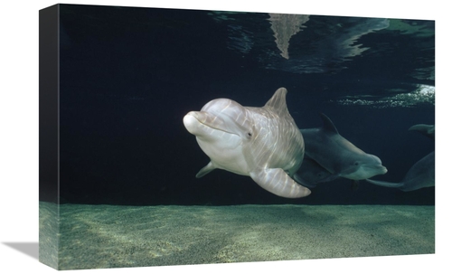 Global Gallery GCS-450668-1218-142 12 x 18 in. Bottlenose Dolphin Unde