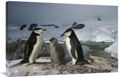 Global Gallery GCS-451717-2436-142 24 x 36 in. Chinstrap Penguin Pair 