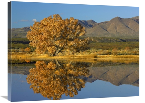 24 x 32 in. Cottonwood Fall Foliage with Magdalena Mountains, New 