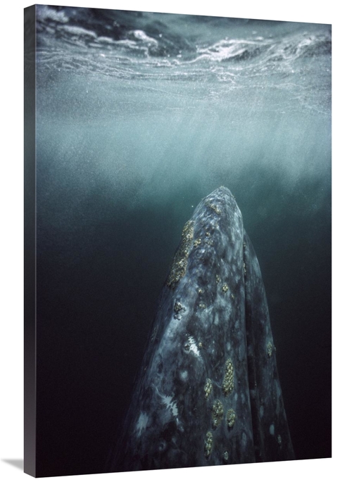 Global Gallery GCS-451695-2436-142 24 x 36 in. Gray Whale in Breeding 
