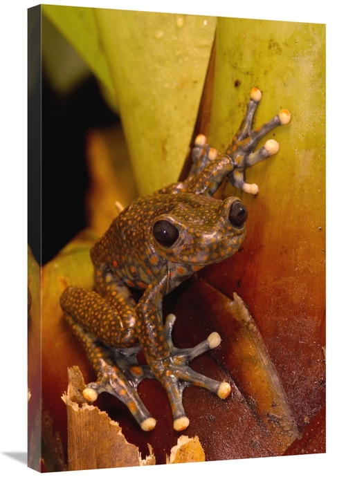 Global Gallery GCS-453177-2030-142 20 x 30 in. Strawberry Tree Frog Ma