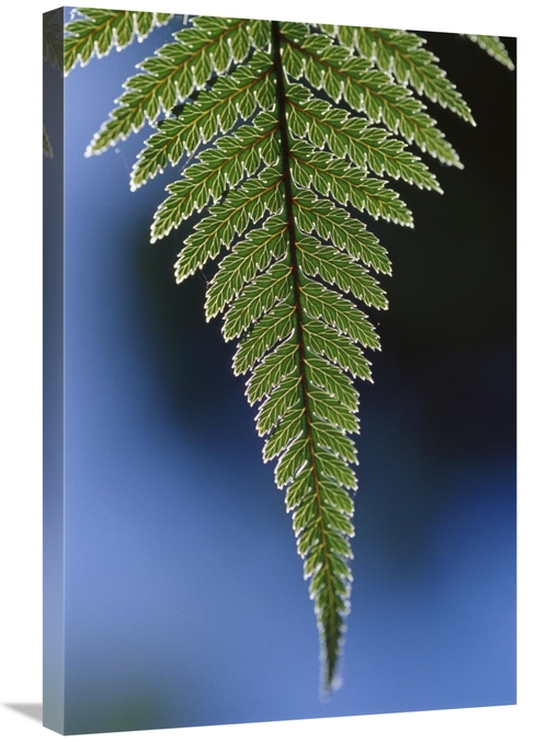 Global Gallery GCS-453508-2030-142 20 x 30 in. Fern Frond, New Zea