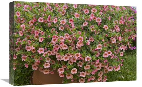 Global Gallery GCS-398393-1624-142 16 x 24 in. Calibrachoa Noa Peach E