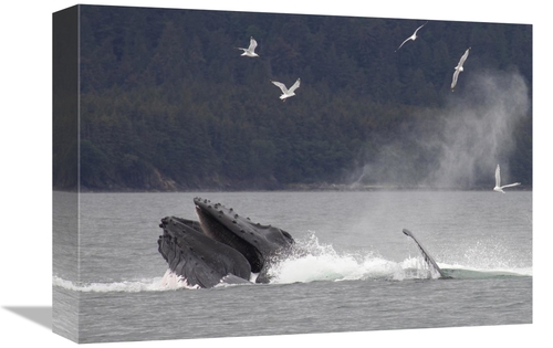 Global Gallery GCS-395421-1216-142 12 x 16 in. Humpback Whale Bubble N