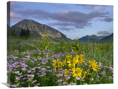 Global Gallery GCS-395945-2228-142 22 x 28 in. Meadow of Orange Sneeze