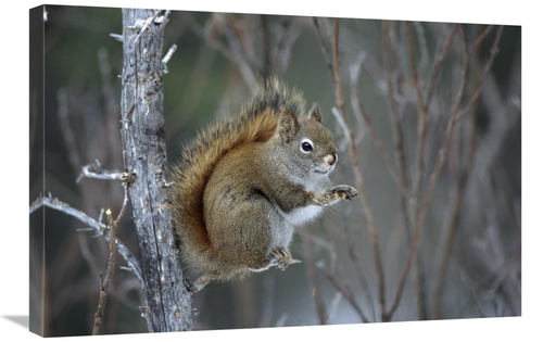 Global Gallery GCS-451892-2030-142 20 x 30 in. Red Squirrel Feeding on