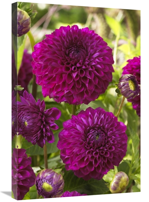 Global Gallery GCS-398379-2030-142 20 x 30 in. Dahlia Boom Boom Purple