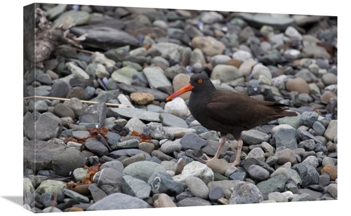 Global Gallery GCS-395463-1624-142 16 x 24 in. Black Oystercatcher&#44