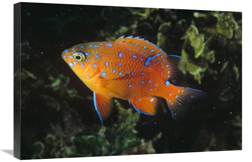 Global Gallery GCS-450614-2030-142 20 x 30 in. Garibaldi Juvenile,
