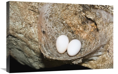 Global Gallery GCS-453626-2030-142 20 x 30 in. Edible-Nest Swiftlet Ne