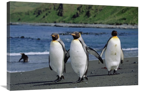 Global Gallery GCS-452449-2436-142 24 x 36 in. King Penguin Trio on Sh