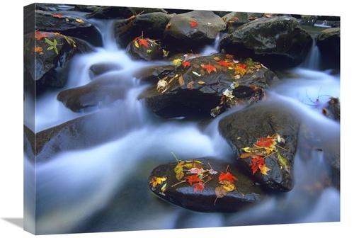 Global Gallery GCS-397109-1824-142 18 x 24 in. Autumn Leaves on Wet Bo