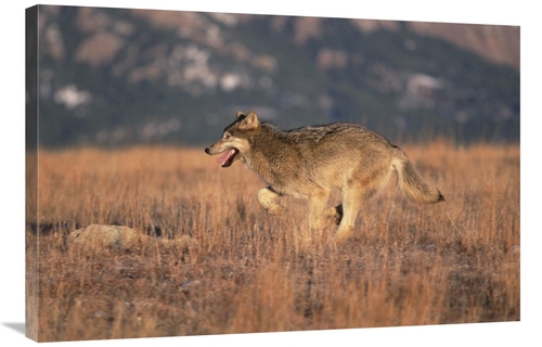 Global Gallery GCS-452299-2436-142 24 x 36 in. Timber Wolf Running Thr