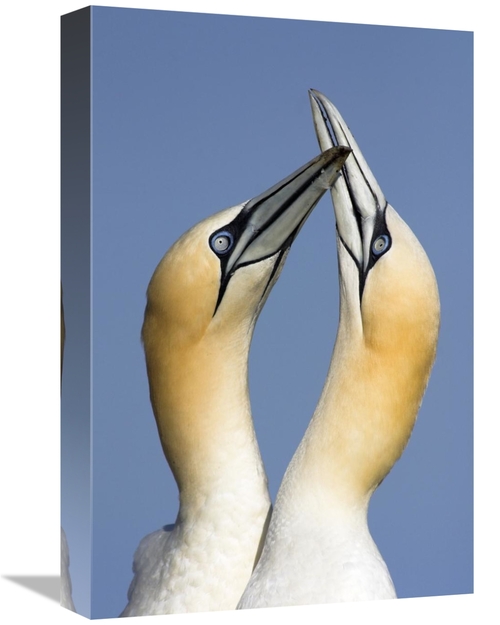 Global Gallery GCS-398277-1218-142 12 x 18 in. Northern Gannet Pair Co