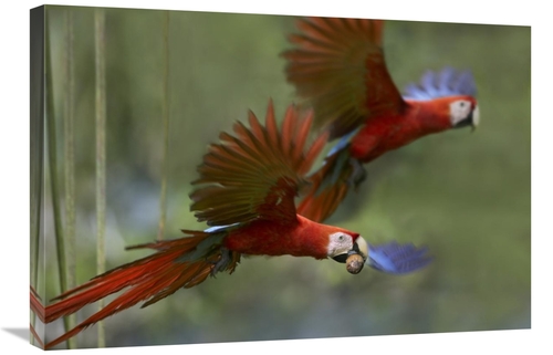 Global Gallery GCS-396404-2030-142 20 x 30 in. Scarlet Macaw Pair Flyi