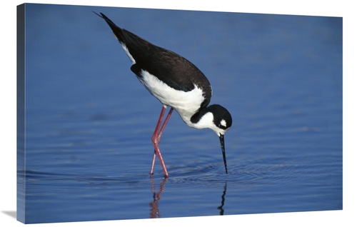 Global Gallery GCS-453280-2436-142 24 x 36 in. Black-Necked Stilt Fora