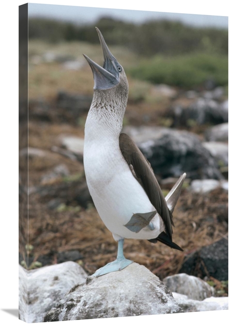 Global Gallery GCS-451095-2030-142 20 x 30 in. Blue-Footed Booby Court