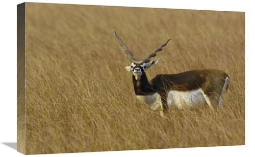 Global Gallery GCS-453065-1624-142 16 x 24 in. Blackbuck Male, Vel