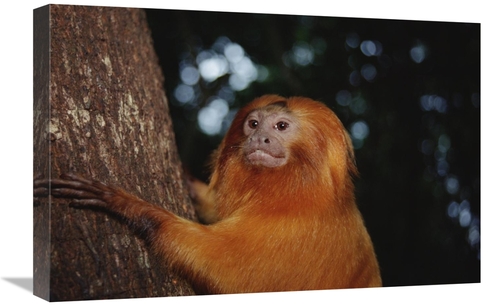 Global Gallery GCS-451482-1624-142 16 x 24 in. Golden Lion Tamarin,