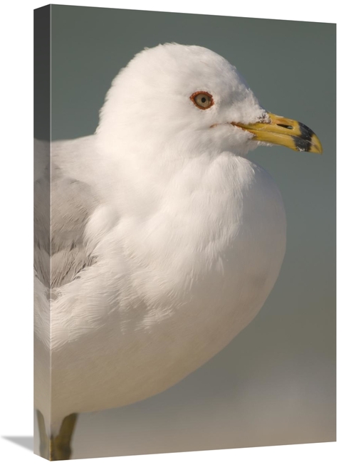 Global Gallery GCS-397322-1624-142 16 x 24 in. Ring-Billed Gull, F