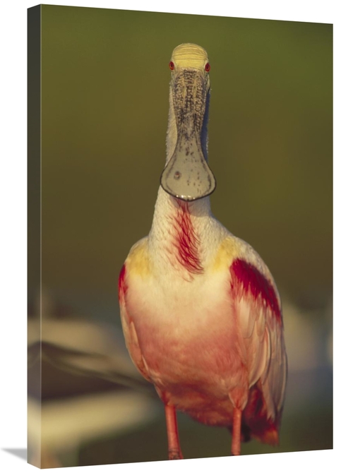 Global Gallery GCS-396498-2030-142 20 x 30 in. Roseate Spoonbill Adult