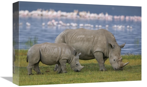 Global Gallery GCS-395345-1218-142 12 x 18 in. White Rhinoceros Mother