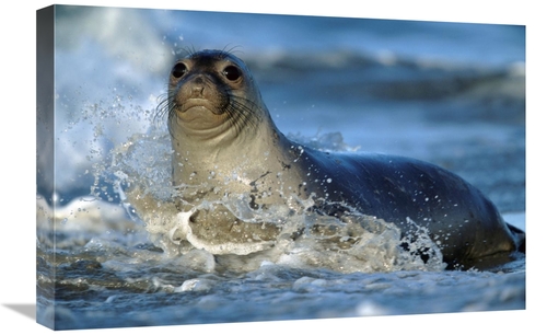 Global Gallery GCS-396615-1624-142 16 x 24 in. Northern Elephant Seal 