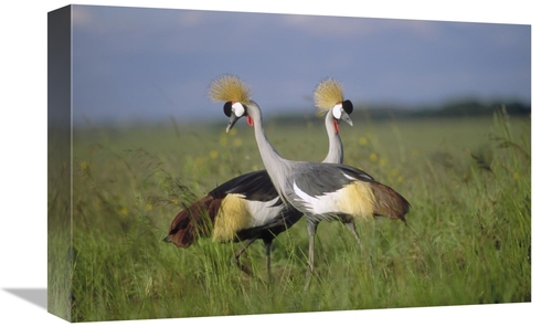 Global Gallery GCS-396798-1218-142 12 x 18 in. Grey Crowned Crane Coup