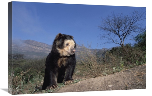 Global Gallery GCS-451506-2030-142 20 x 30 in. Spectacled Bear in Dry 
